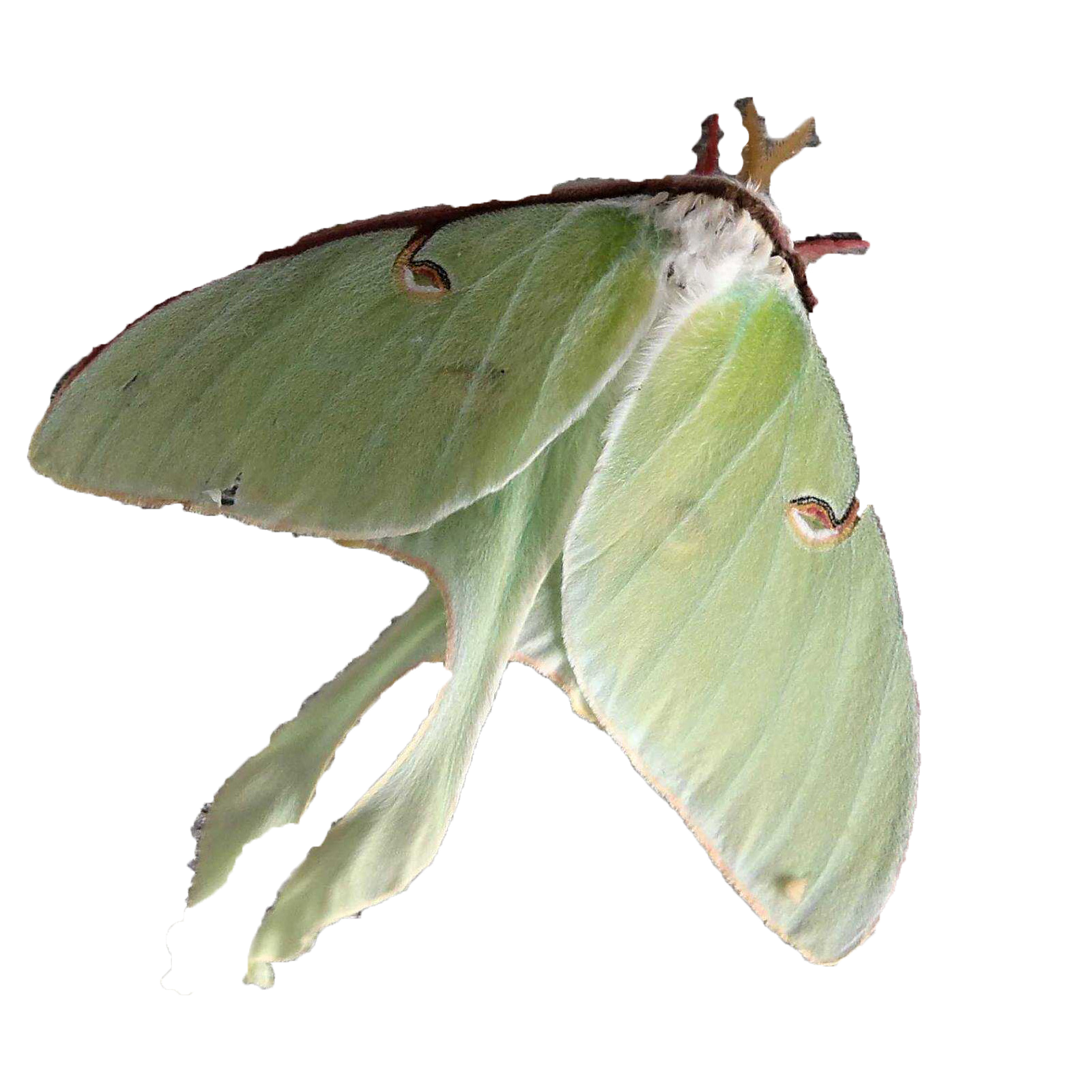 lunar moth